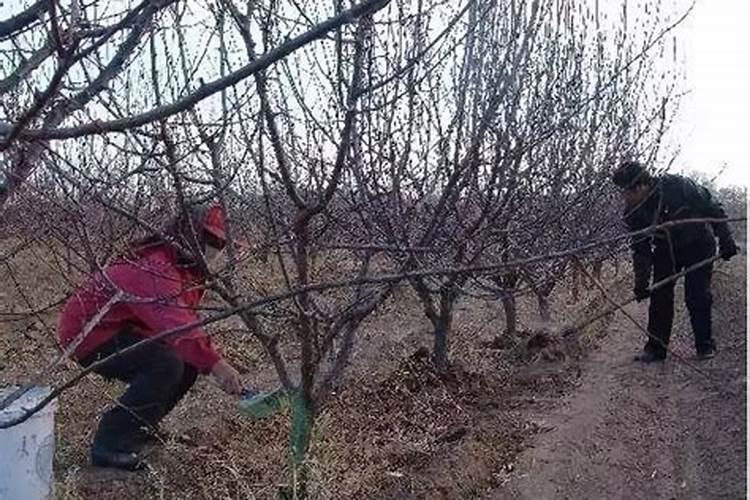 果树秋季施氮肥可以吗