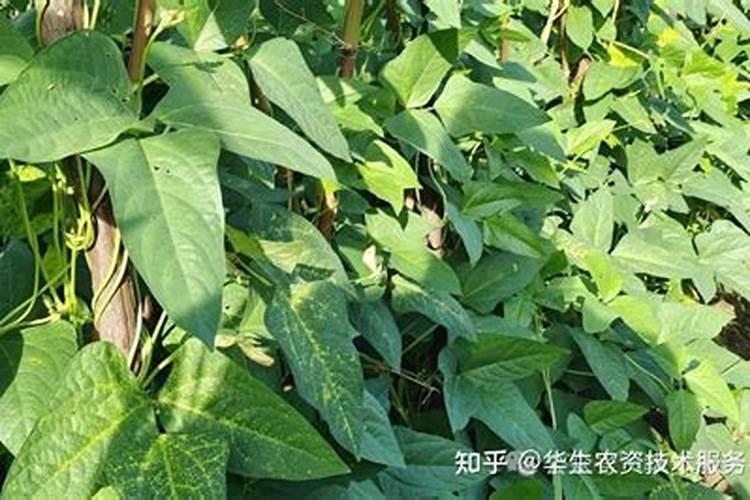 农民种辣椒树能活吗