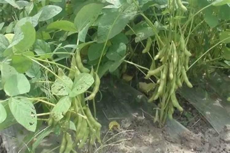 种植毛豆怎样才能高产