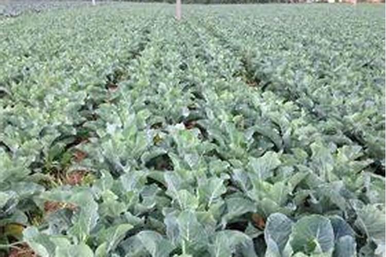 西兰花要施什么肥最好