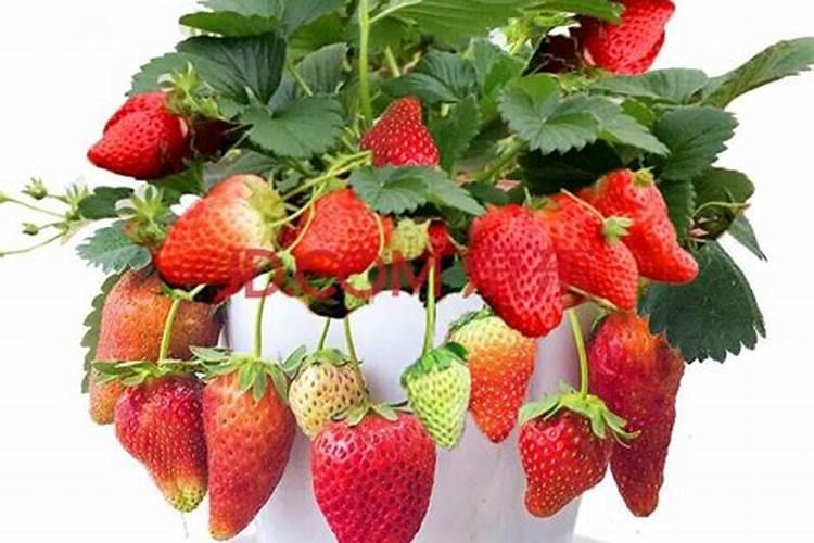 草莓用什么化肥最好