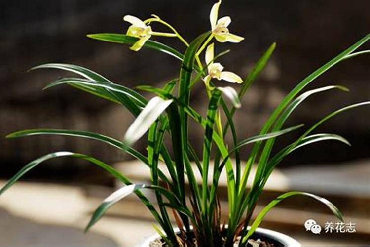 兰花叶片颜色暗淡泛黄是什么原因