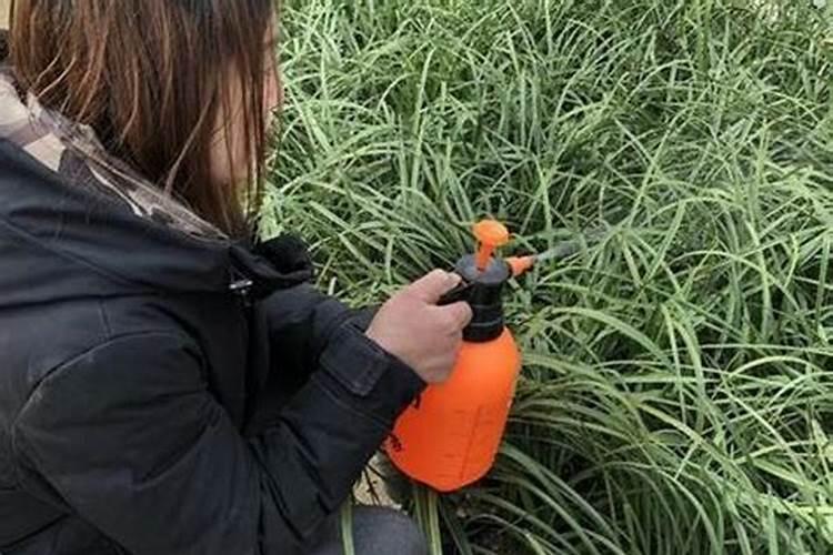 花生施什么肥料最好