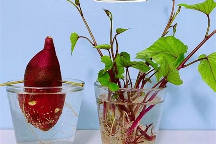 水培红薯叶子发黄咋办