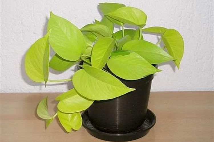 中国水溶肥十大名牌排行榜