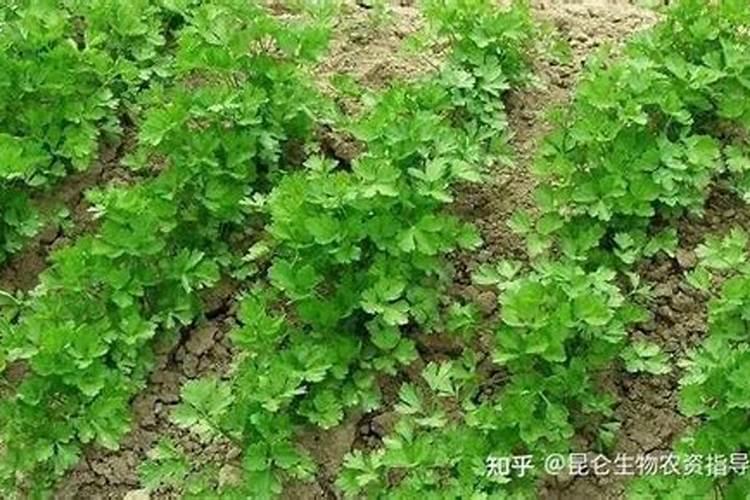 有朋友知道螺旋藻这个产品吗？它具有什么样的功效？拜托各位了 3Q百 ...