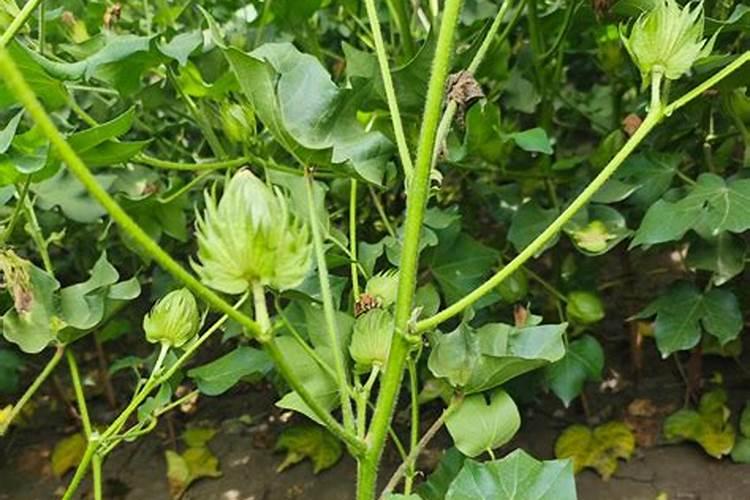 如何判断化肥的好坏