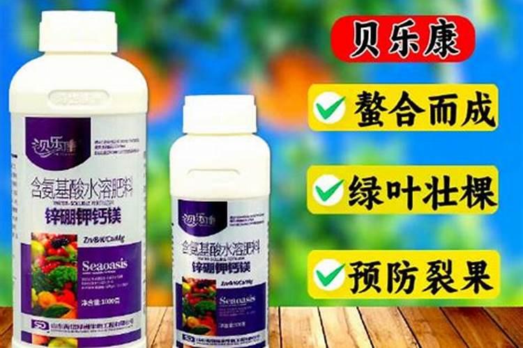 柑橘春稍叶喷什么叶面肥才能增厚变绿