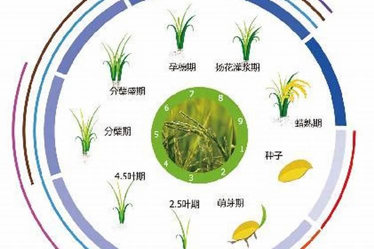 叶面肥十大名牌排名