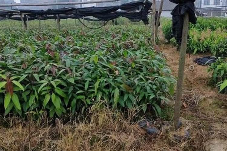 蟹爪兰掉花苞是怎么回事