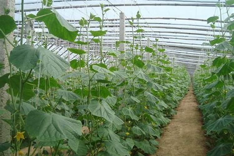 腐植酸钾大客户采购渠道有哪些