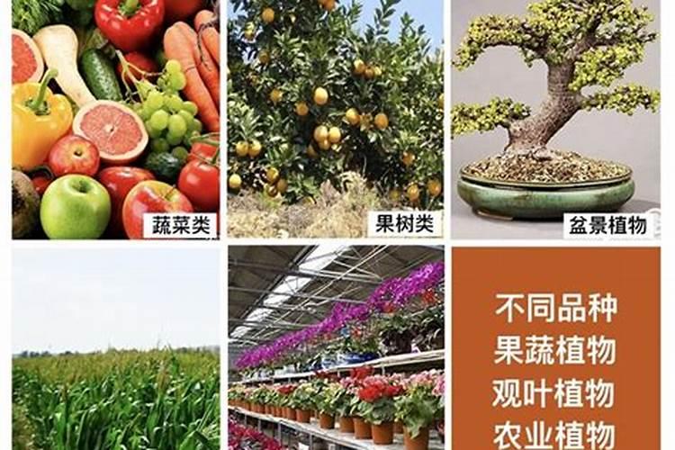 纯肉烤肠哪个品牌最好