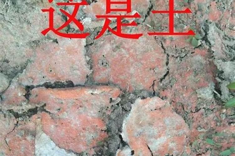 不换土用什么肥料(不换盆怎么改善土壤)