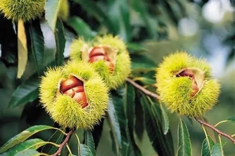 大兴安岭林业集团公司什么级别