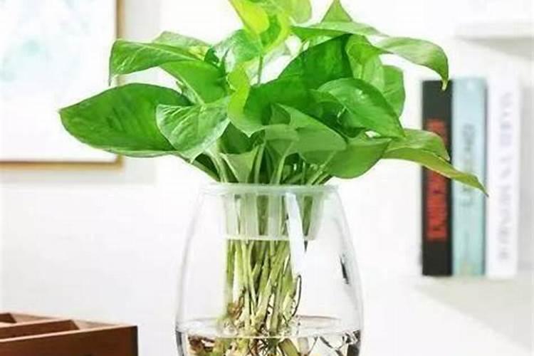 复合肥能放在水培绿萝里吗