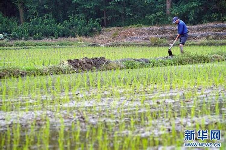 水稻叶面肥什么时候施最好水稻叶施肥注意事项