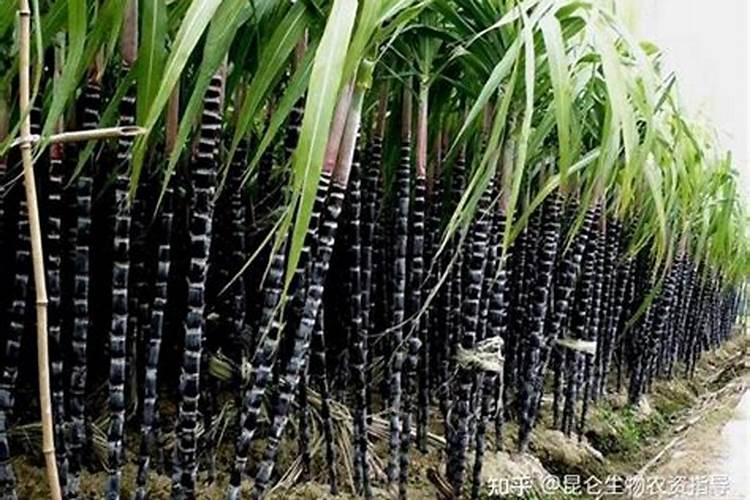 种甘蔗施什么肥料长得最快最甜