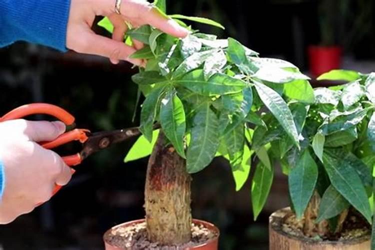 发财树如何施肥