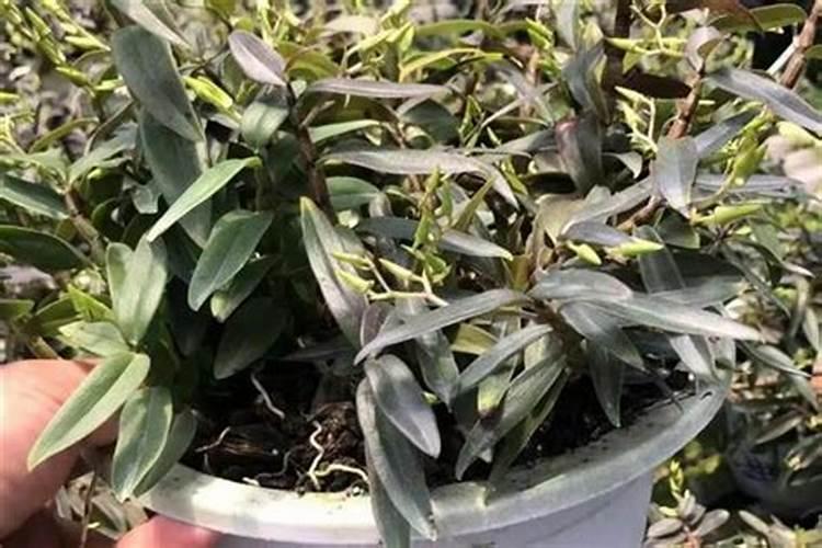 铁皮石斛用什么肥料好 施肥方法有哪些