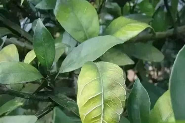 果树开花前不补硼,果农一年瞎忙活,硼肥有多重要？