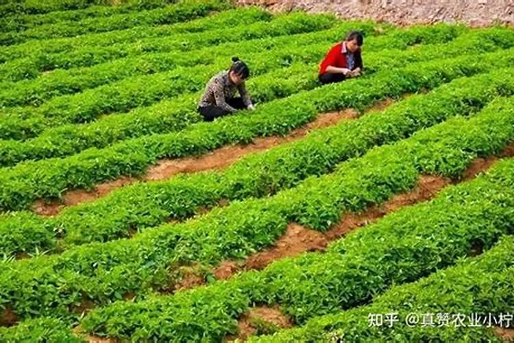 太子参施什么肥