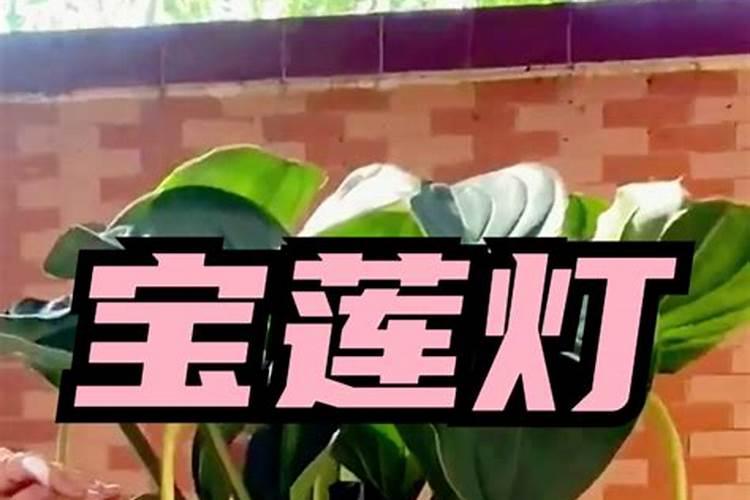 宝莲灯植物怎么养殖方法
