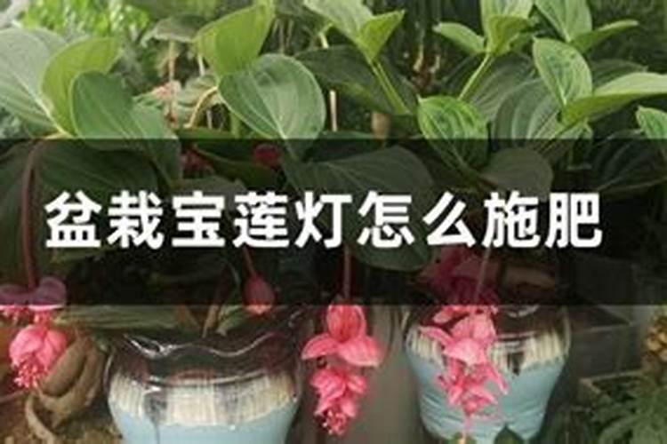 宝莲灯花修剪方法？宝莲灯花的修剪技巧分享