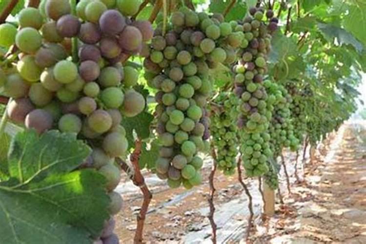 韩国米肠是什么做的