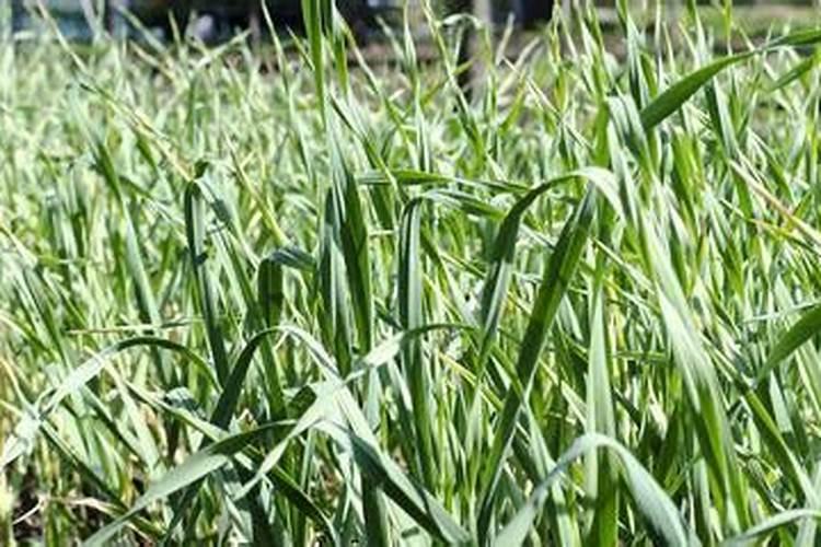 三个十五的高氯的种大蒜行吗