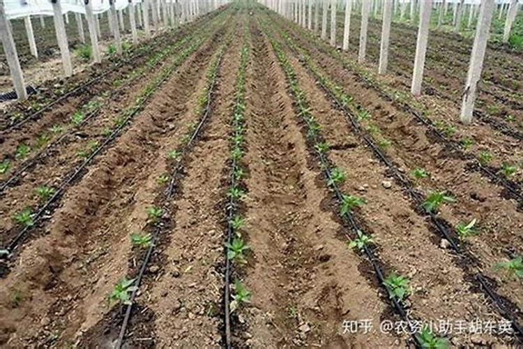 劲驼肥料80斤价格表