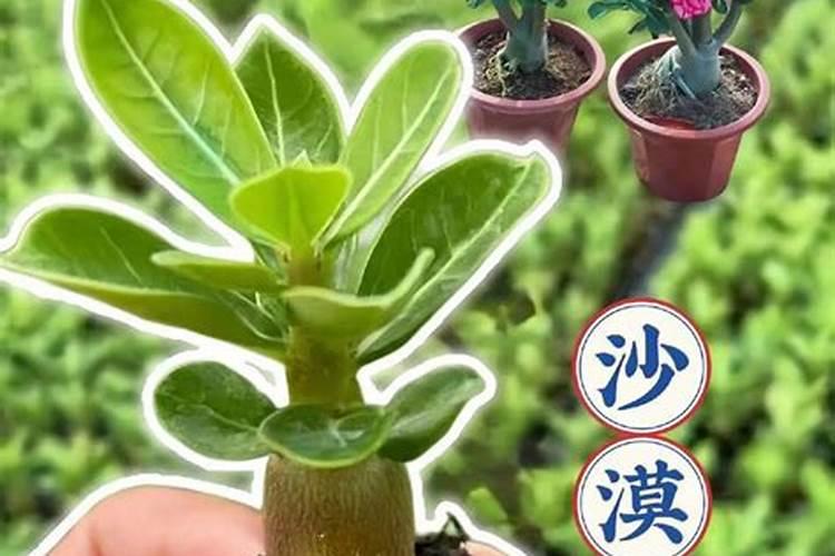 草木灰适合什么果树