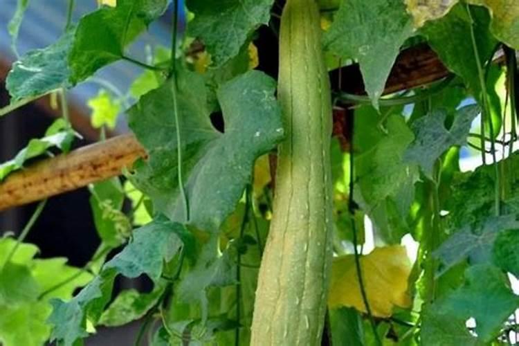 丝瓜叶子发黄怎么办