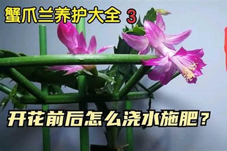 蟹爪兰开花期几天浇一次水