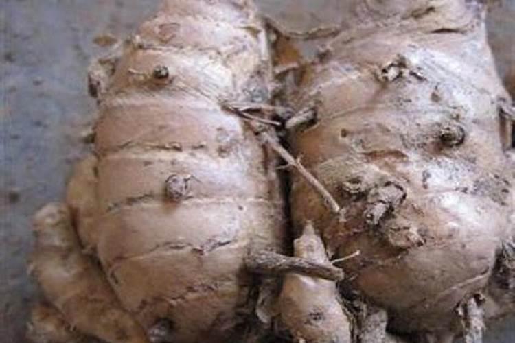 幸福树多久施肥一次