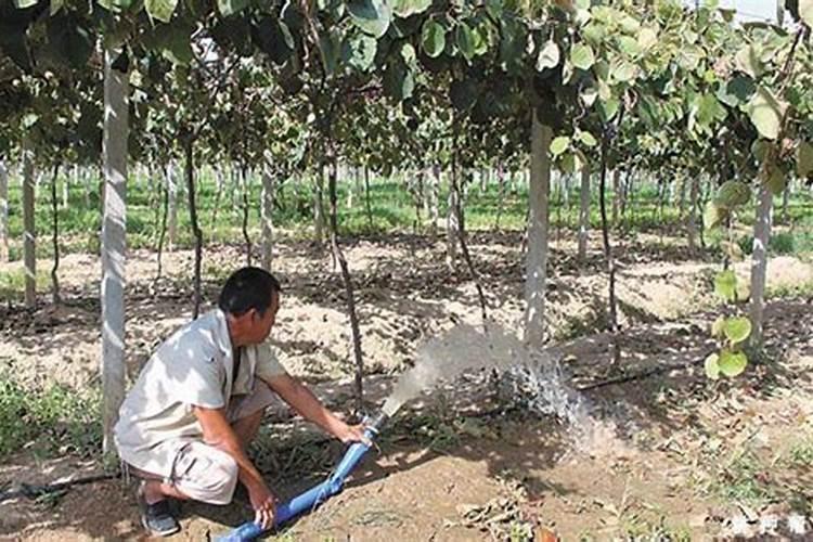 猕猴桃秋季用什么肥料