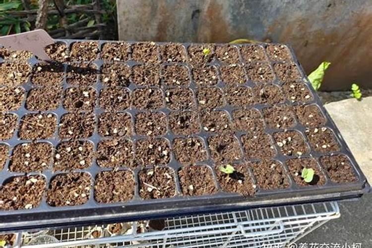 菜叶子怎么做肥料