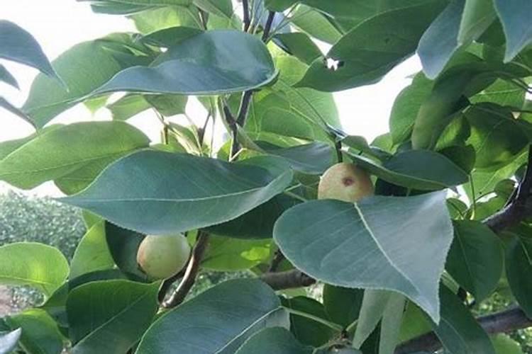 请问梨树怎样管理才能进行高产？