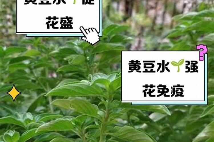 黄豆水是氮肥还是磷肥