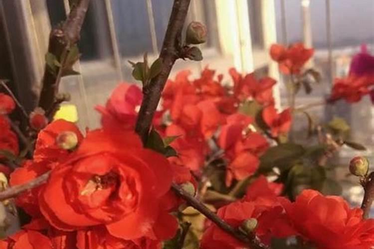 二十四节气种菜的口诀