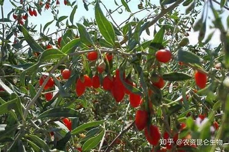 钾肥价格多少钱一吨 如何挑选优质的钾素肥料