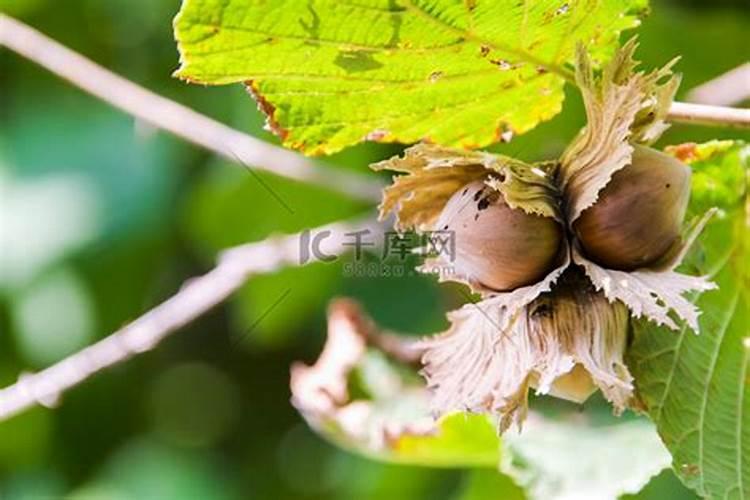 大棚种植蔬菜浇水注意事项