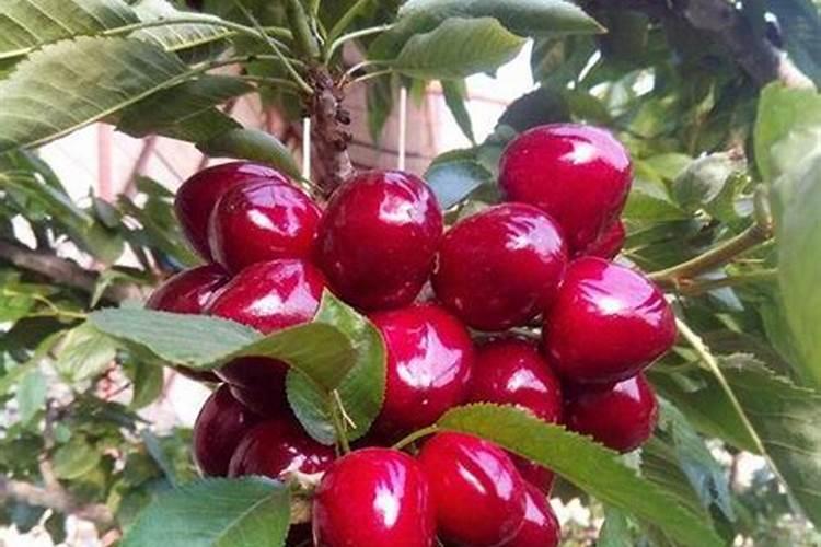 车厘子施肥时间和方法