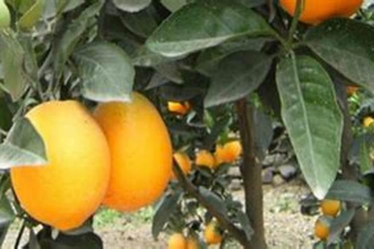 橙子树什么时候下肥料