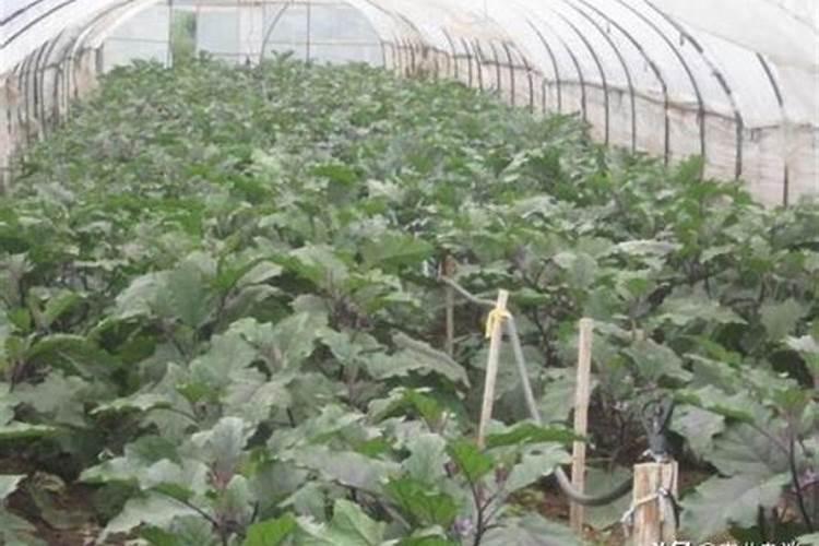 茄子施什么肥最好