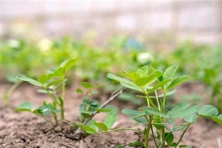 花生苗期如何管理？需要给花生施什么肥？