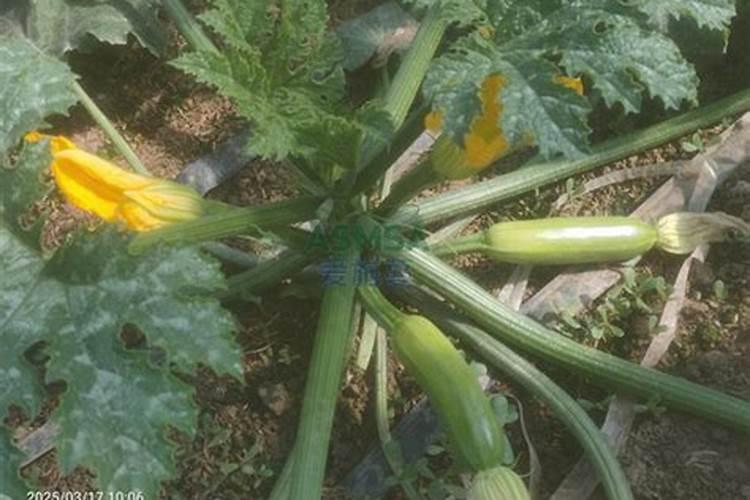 葫芦需要什么肥料 叶面肥使用最佳时间