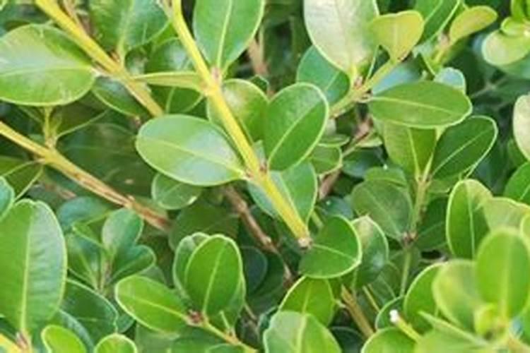 谁有思诺达SND500变频器说明书,调面板控制的那几页,谢谢!