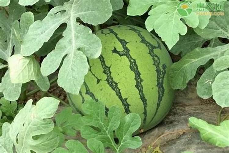 春花生什么时候播种最好