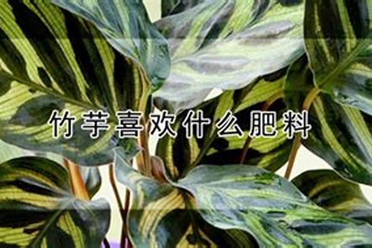 苹果竹芋几天施什么肥最好