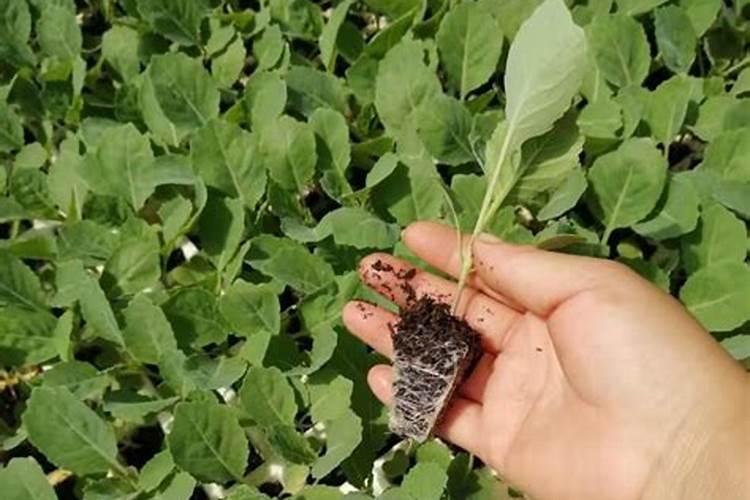 膨果最快的叶面水溶肥方法